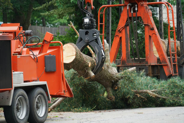 Best Palm Tree Trimming  in Marmora, NJ